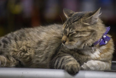 Close-up of a cat sleeping