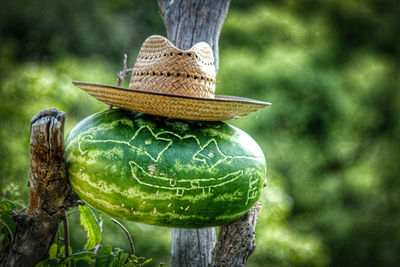 Close-up of hat on tree trunk