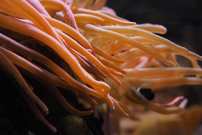 Close-up of jellyfish in sea