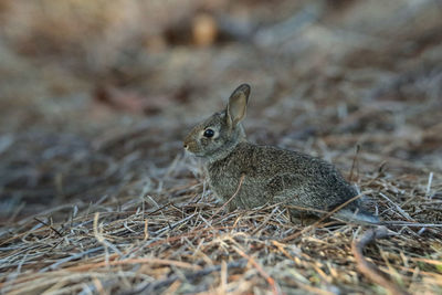 Juvenile marsh rabbit sylvilagus palustris with its short ears and large eyes sits on the edge