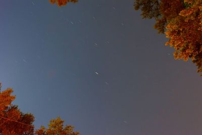 Low angle view of trees against blue sky