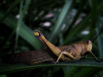 Grasshopper on leaf