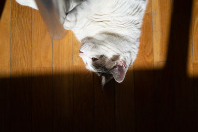 Close-up of a cat