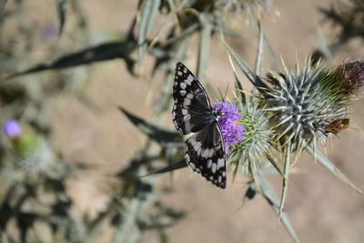 High angle view of insects pollinating on flowers blooming outdoors