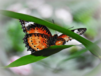 Close-up of butterfly on flower