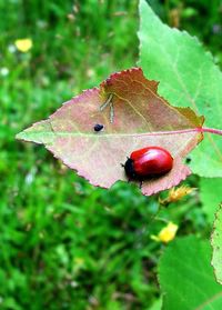 Close-up of ladybug on leaf