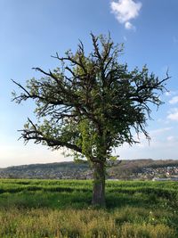 Tree on field against sky