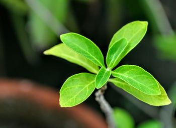 Close-up of green leaves