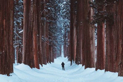 Rear view of person walking on snow covered land