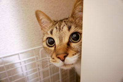 Close-up portrait of a cat