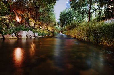 Surface level of river amidst trees at dusk