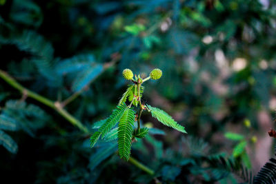 Close-up of insect on plant