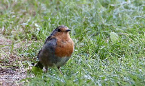 View of bird on field