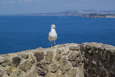 Seagull perching on rock by sea against mountain