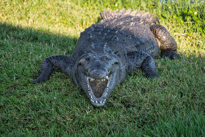 Close up view of a lizard alligator gator with open mouth on grass