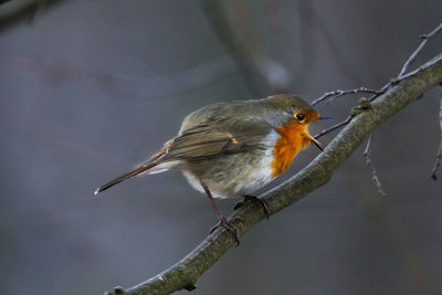 Close-up of bird perching on branch