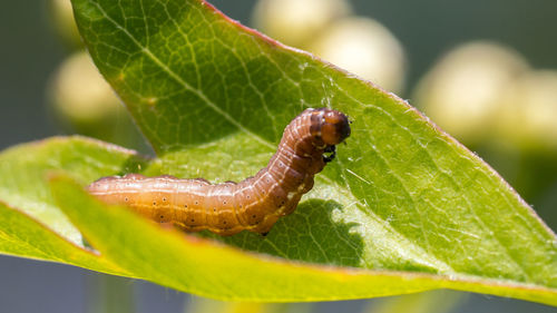 Close-up of insect on leaf
