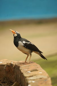 Close-up of bird perching on wood
