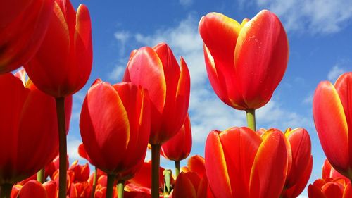 Close-up of tulips blooming against sky