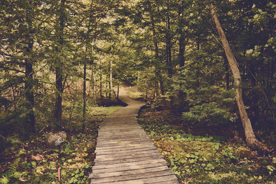 Footpath amidst trees in forest