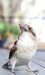 Close-up of bird perching outdoors