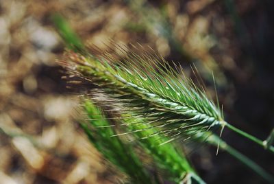 Close-up of pine leaf
