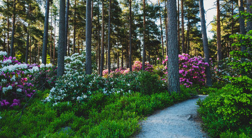 Road amidst trees in forest