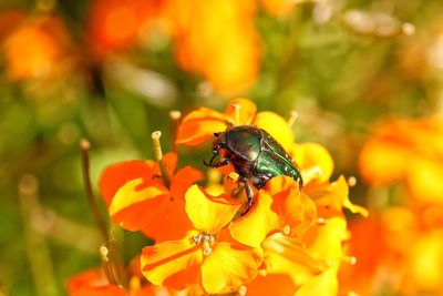 Close-up of bee on yellow flower