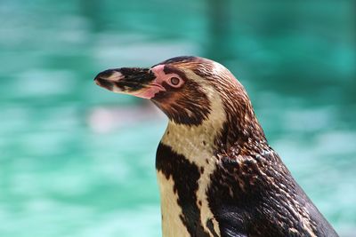 Close-up of penguin