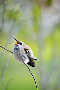 Low angle view of hummingbird perching on plant