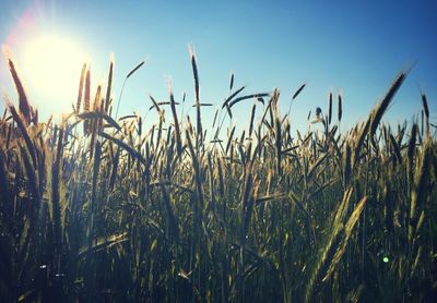 Close-up of wheat growing on field against sky