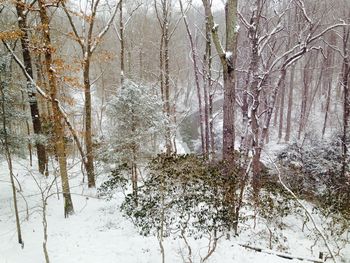 Snow covered trees in forest