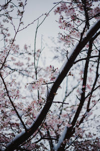 Low angle view of cherry blossoms in spring