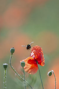 Close-up of bee on flower