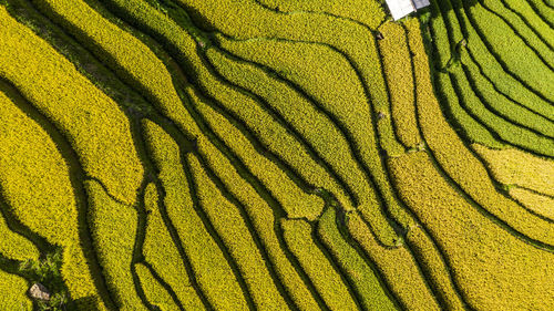 Full frame shot of plants