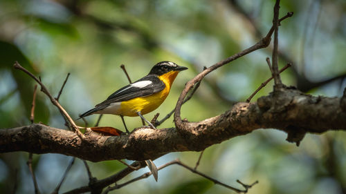 Low angle view of bird perching on branch