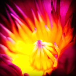 Close-up of pink flower