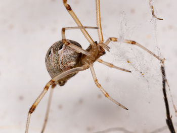 Close-up of insect on snow