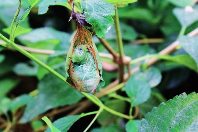 Close-up of butterfly perching on leaf