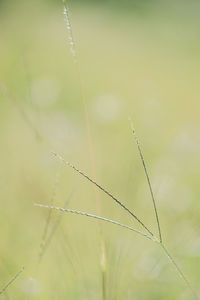 Close-up of dew drops on spider web