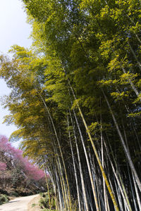 Low angle view of bamboo trees in forest