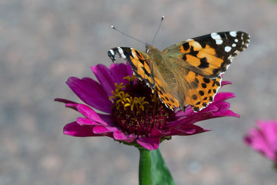 Close-up of butterfly pollinating on pink flower