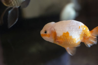 Close-up of fish swimming in sea