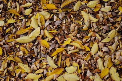 Full frame shot of dry leaves