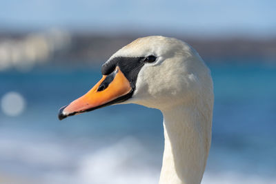 Close-up of swan