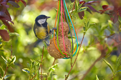 Bird perching on a plant