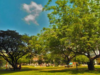 Trees in park