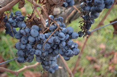 Close-up of grapes growing in vineyard