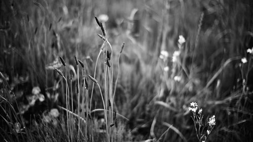 Close-up of plant growing on field