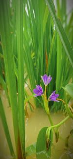 Close-up of purple flowering plants